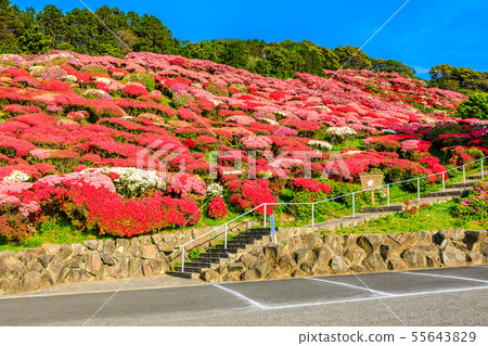 Nagakushiyama Park Azalea Festival [Kokamachi, Sasebo City, Nagasaki Prefecture] 55643829