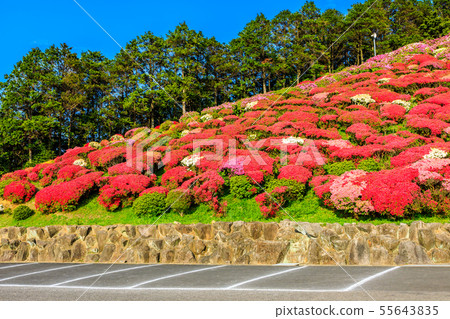長久山公園杜鵑花節[長崎縣佐世保市Kokamachi] 55643835