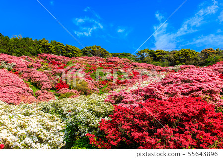 Nagakushiyama Park Azalea Festival [Kokamachi, Sasebo City, Nagasaki Prefecture] 55643896