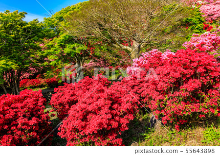 長久山公園杜鵑花節[長崎縣佐世保市Kokamachi] 55643898