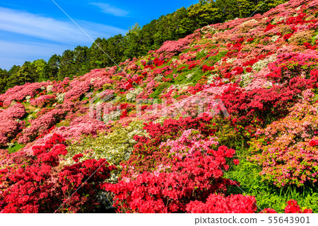 長久山公園杜鵑花節[長崎縣佐世保市Kokamachi] 55643901