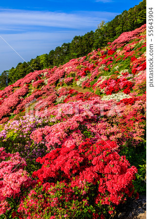 長久山公園杜鵑花節[長崎縣佐世保市Kokamachi] 55643904