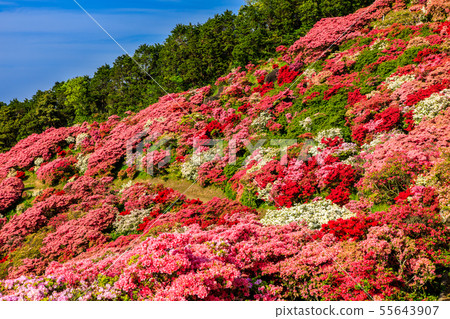 長久山公園杜鵑花節[長崎縣佐世保市Kokamachi] 55643907