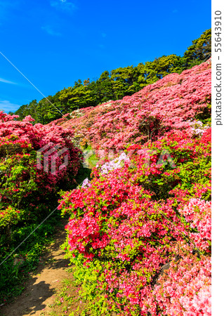 長久山公園杜鵑花節[長崎縣佐世保市Kokamachi] 55643910