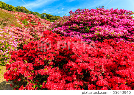 Nagakushiyama Park Azalea Festival [Kokamachi, Sasebo City, Nagasaki Prefecture] 55643940