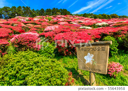 Nagakushiyama Park Azalea Festival [Kokamachi, Sasebo City, Nagasaki Prefecture] 55643958