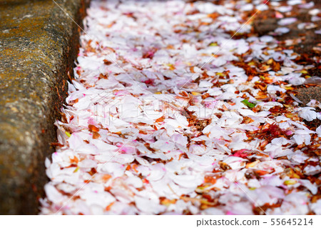 The scattered cherry blossom petals image of graduation and parting 55645214