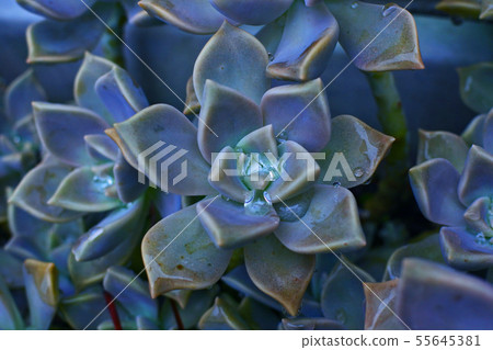 Graptopetalum和排水溝 Graptopetalum和排水溝 55645381