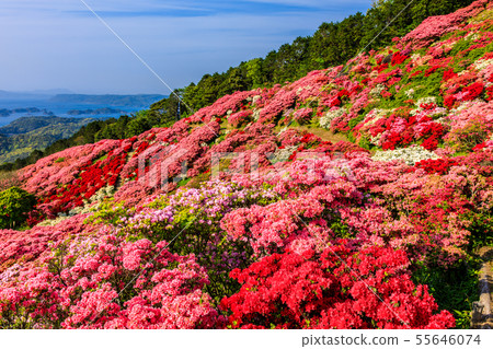 Nagakushiyama Park Azalea Festival, overlooking Kujukushima (Kashimachi, Sasebo City, Nagasaki Prefecture) Nagakushiyama Park Azalea Festival, overlooking Kujukushima (Kashimachi, Sasebo City, Nagasaki Prefecture) 55646074