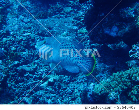 Spectacled Moefish Waka Fish Napoleon Fish Hiroser Underwater 55646402