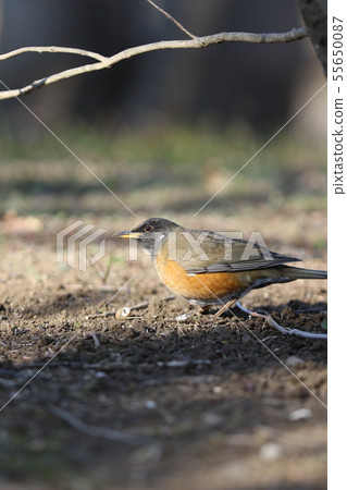 Oohkahara Oohkahara 55650087