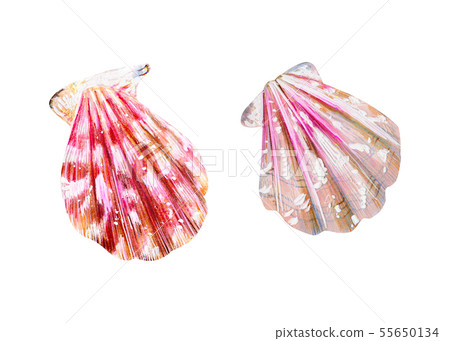 Set of two isolated sea scallops. Set of two isolated sea scallops. 55650134