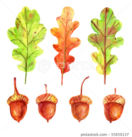 Watercolor autumn set with leaves and acorns. 55650137
