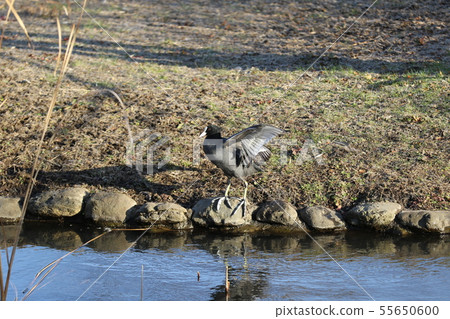 Coot spreading its wings 55650600