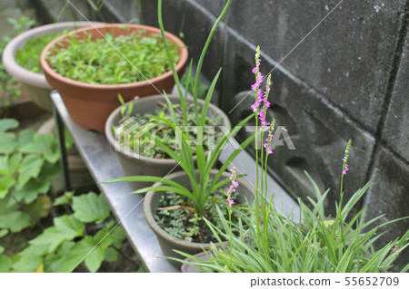 Screw flowers 55652709