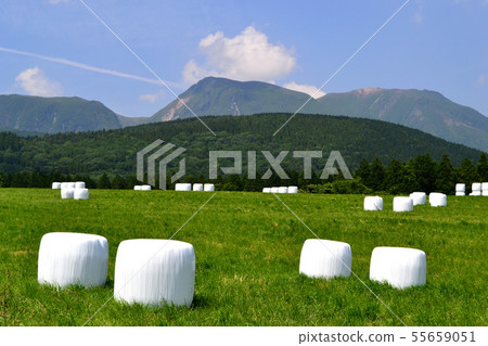 Kusaka Kogen in early summer, grassland dotted with white grass rolls Kusaka Kogen in early summer, grassland dotted with white grass rolls 55659051