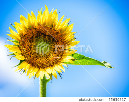 向日葵和夏天的天空 向日葵和夏天的天空 55659317