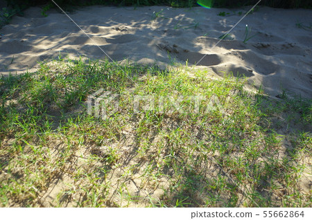 Sand lawn in Tottori dunes 55662864