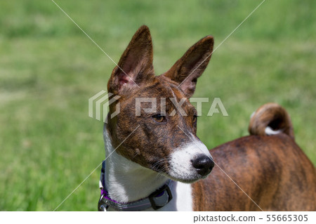 Basenji 2024 brindle puppy