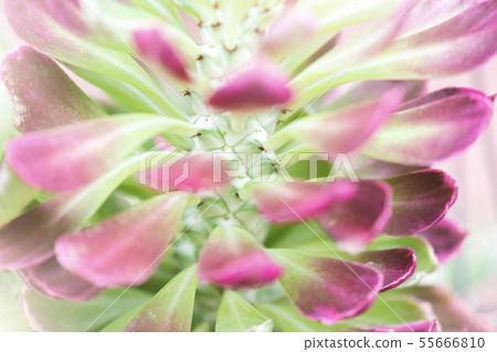 Close up cactus Leaves or petals near zoom blurred Close up cactus Leaves or petals near zoom blurred 55666810