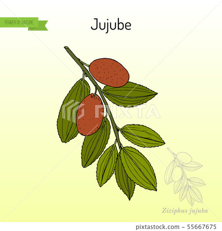 Jujube Ziziphus jujuba , or red date, medicinal plant Jujube Ziziphus jujuba , or red date, medicinal plant 55667675