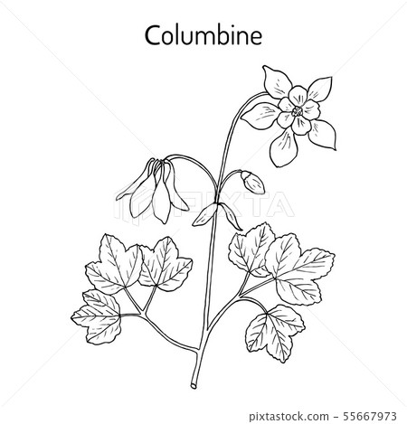Columbine aquilegia vulgaris , or granny s bonnet, medicinal plant 55667973