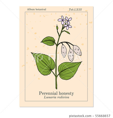 Perennial honesty Lunaria rediviva , medicinal plant 55668657