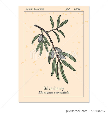 Silverberry or wolf-willow Elaeagnus commutata , medicinal plant Silverberry or wolf-willow Elaeagnus commutata , medicinal plant 55668737
