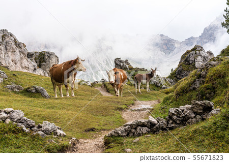 Cows in the Italian Dolomites seen on the hiking Cows in the Italian Dolomites seen on the hiking 55671823