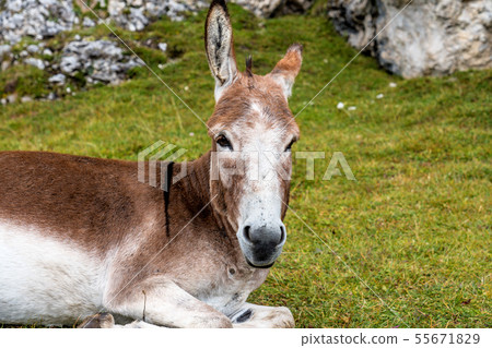 Donkey in the Italian Dolomites seen on the hiking 55671829