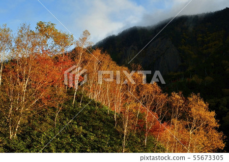 在秋天的秋天樺樹擊中秋天Nikko-Kanesei路 在秋天的秋天樺樹擊中秋天Nikko-Kanesei路 55673305