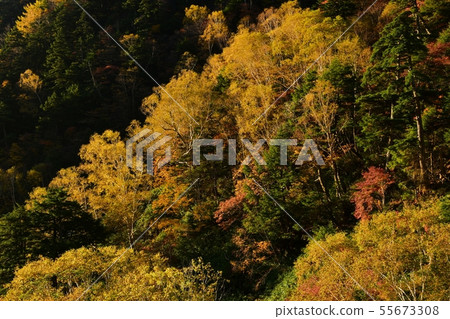 在秋天的秋天樺樹擊中秋天Nikko-Kanesei路 在秋天的秋天樺樹擊中秋天Nikko-Kanesei路 55673308