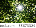 Autumn leaves 55673329