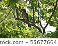 Little bird resting in the shade 55677664