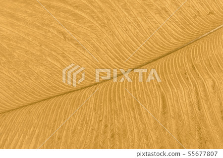 Texture of golden ostrich feather closeup. 55677807