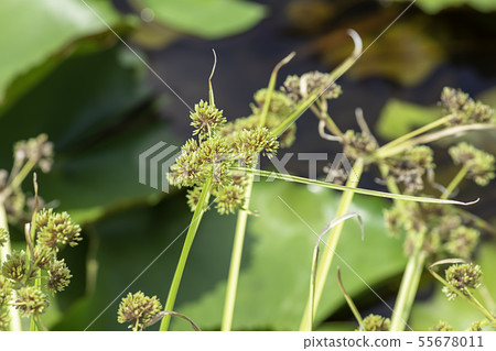 Green flowers of the Cyperaceae on a lotus pond. Green flowers of the Cyperaceae on a lotus pond. 55678011