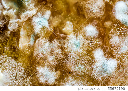 Mold on food, closeup for texture 55679190