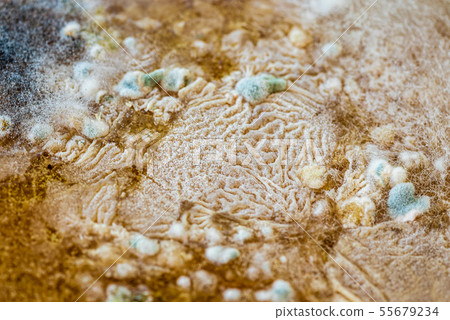 Mold on food, closeup for texture Mold on food, closeup for texture 55679234