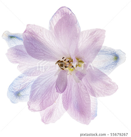 delphinium flower isolated on the white background delphinium flower isolated on the white background 55679267