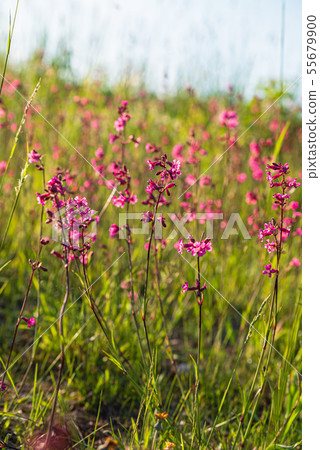 summer meadow with pink flowers summer meadow with pink flowers 55679900
