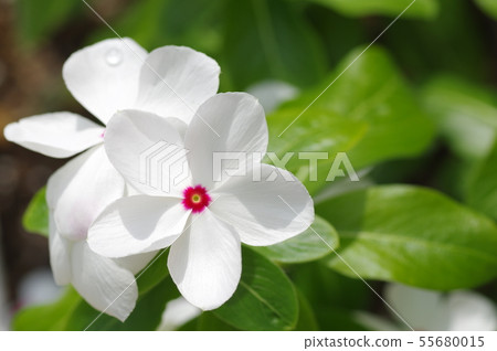 白色長春花 55680015