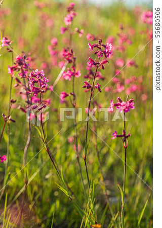 summer meadow with pink flowers summer meadow with pink flowers 55680506