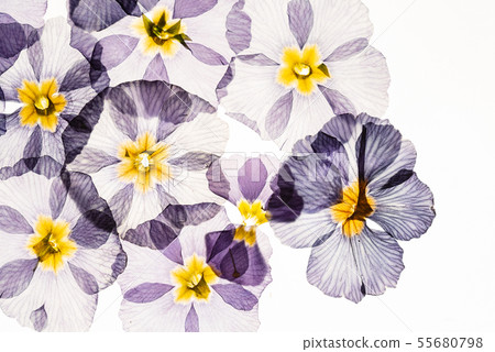 dry primrose flowers 55680798