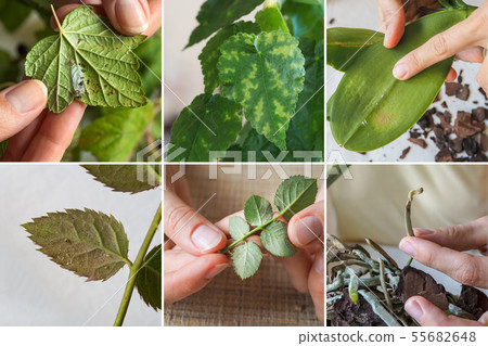 Collage different kinds of pests and plant disease 55682648
