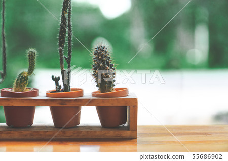 cute small long cactus in basket on wooden table cute small long cactus in basket on wooden table 55686902