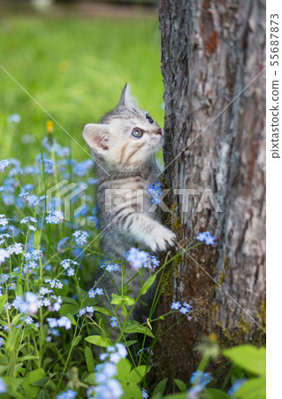 Little Playful Gray Kitten Play and Run on a Green Grass Little Playful Gray Kitten Play and Run on a Green Grass 55687873