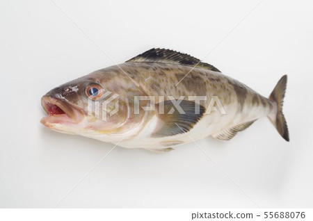 Hocke bird's-eye view (depth) Cold water fish that lives on the coast of the Sea of Japan Popular for its light taste and unique texture Hocke bird's-eye view (depth) Cold water fish that lives on the coast of the Sea of Japan Popular for its light taste and unique texture 55688076