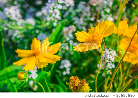 Tithonia diversifolia, Insulin leaf, Mexican tournesol, or Nitobe chrysanthemum. Tithonia diversifolia, Insulin leaf, Mexican tournesol, or Nitobe chrysanthemum. 55695680