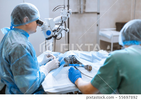 ophthalmologist surgeon looking through surgical 55697892