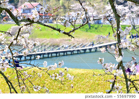 Hii River embankment cherry blossom row tree 55697990